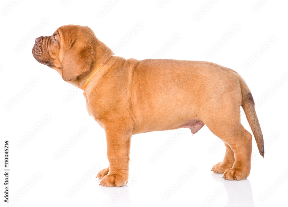 Portrait Bordeaux puppy dog standing in profile. isolated on whi Portrait Bordeaux puppy dog standing in profile. isolated on whi