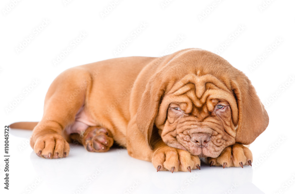 Sad Bordeaux puppy dog. isolated on white background