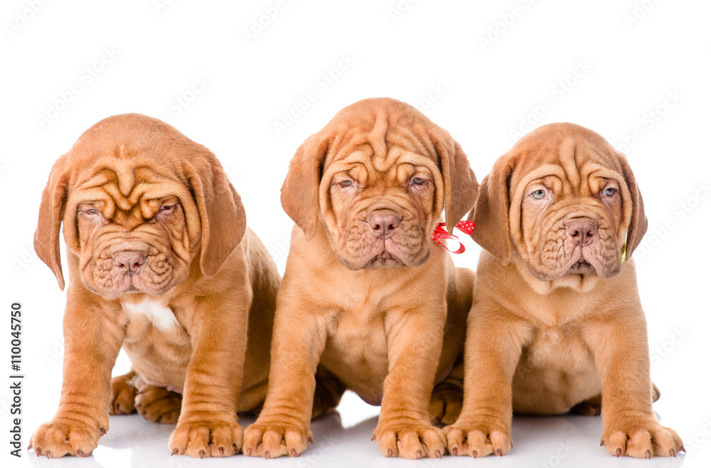 Obraz premium Group Bordeaux puppy dog sitting in front. isolated on white bac