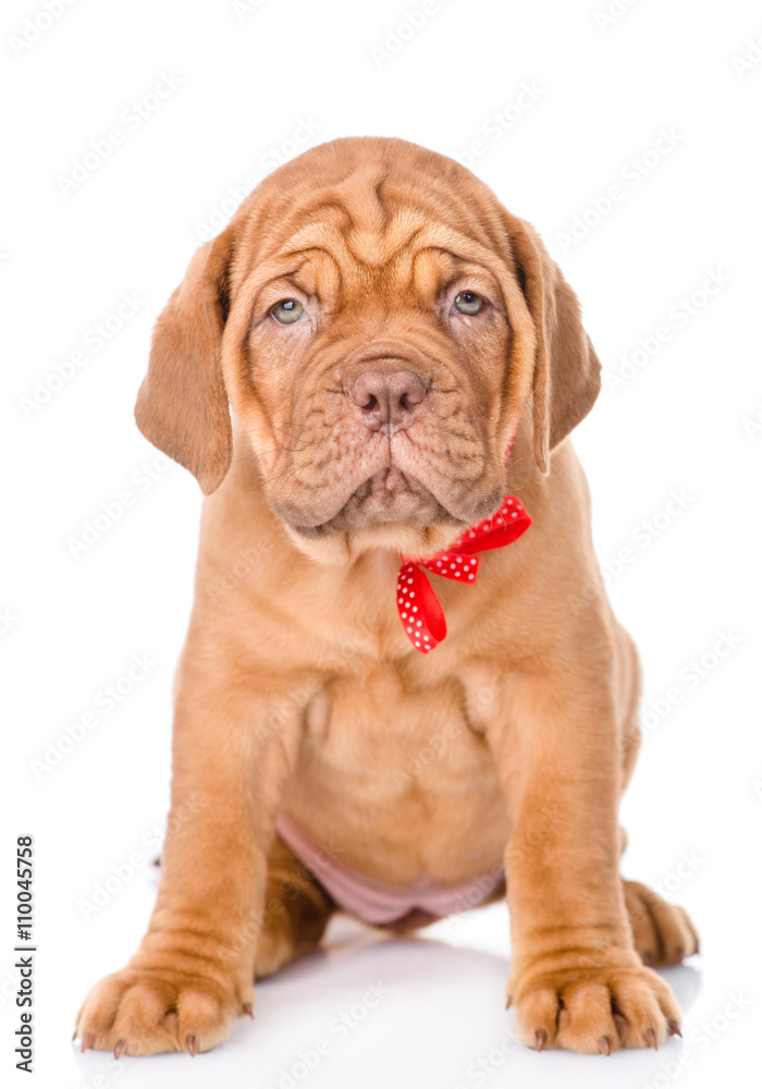 Portrait of a Bordeaux puppy sitting in front viewt. isolated on