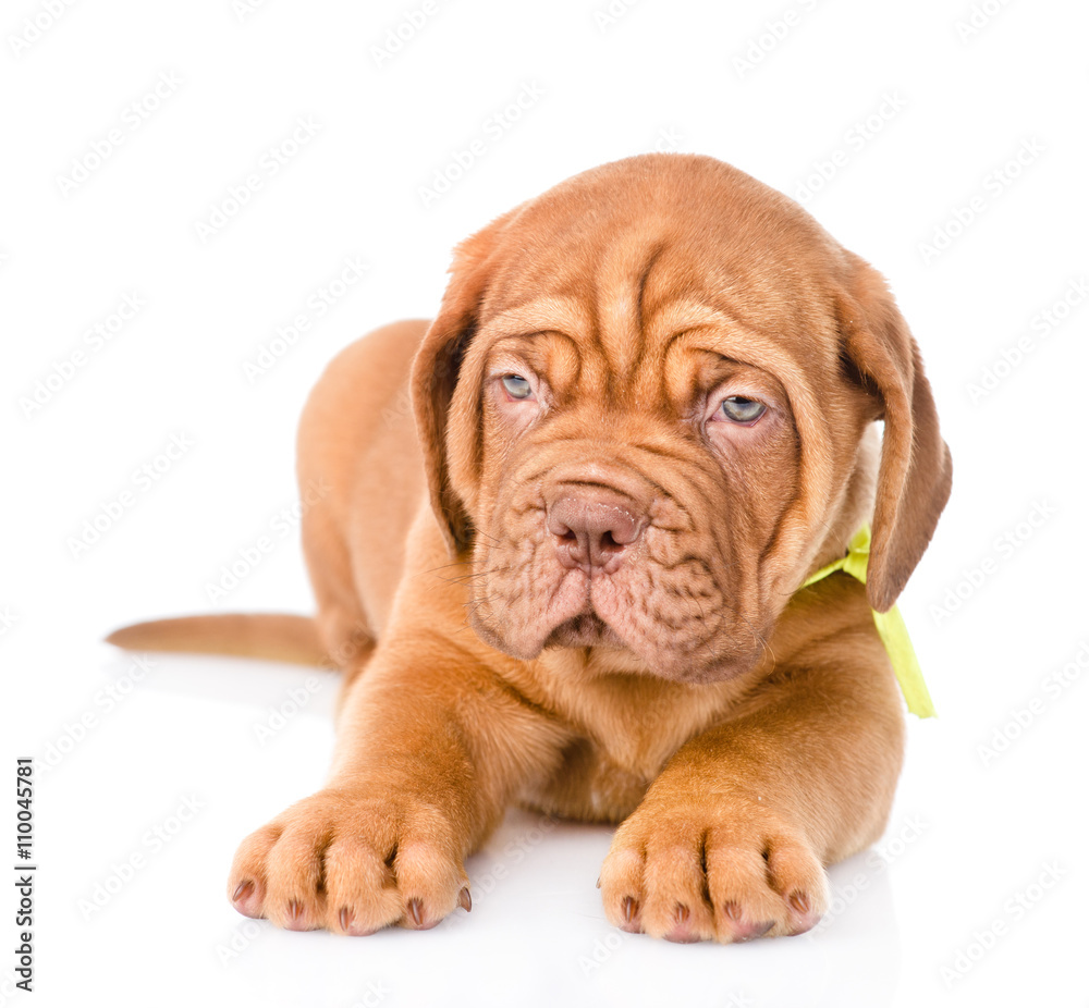 Closeup Bordeaux puppy dog lying in front. isolated on white bac Closeup Bordeaux puppy dog lying in front. isolated on white bac