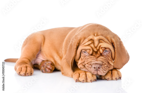 Fototapeta Naklejka Na Ścianę i Meble -  Sad Bordeaux puppy dog. isolated on white background