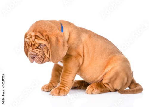 Fototapeta Naklejka Na Ścianę i Meble -  Bordeaux puppy dog sitting in profile and looking down. isolated