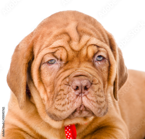 Portrait of a Bordeaux puppy closeup. isolated on white backgrou