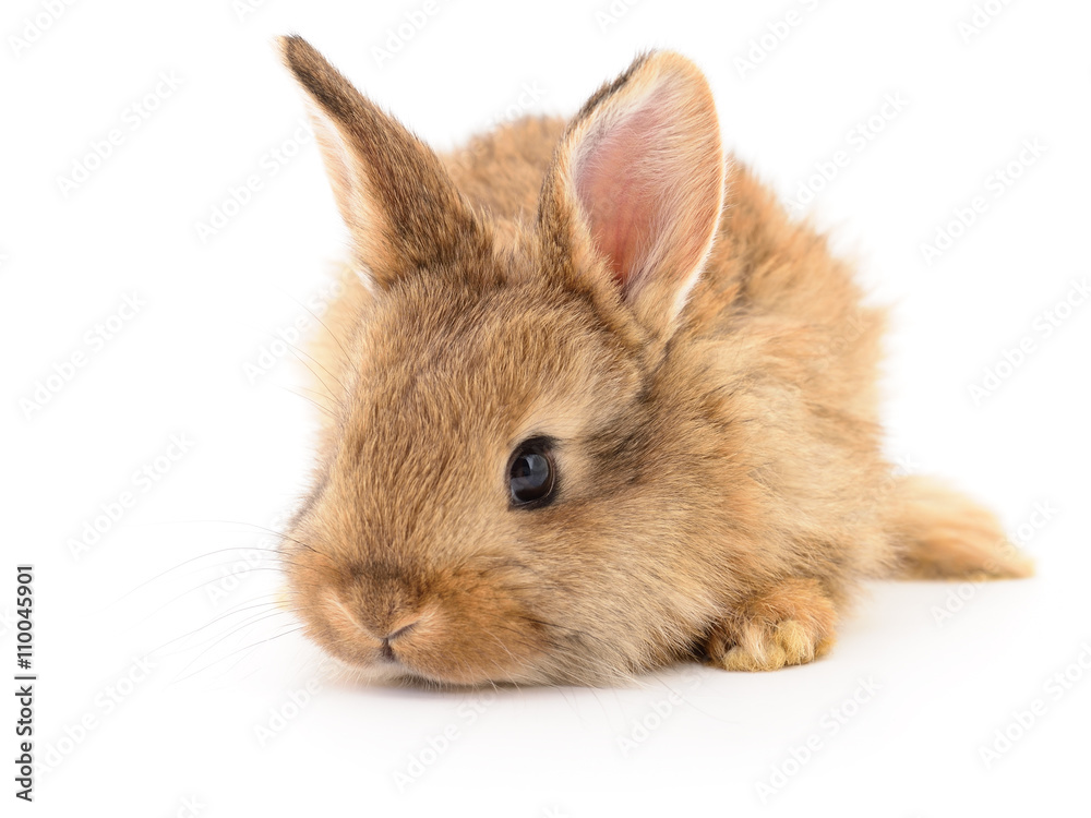 Fototapeta premium Brown rabbit on white.