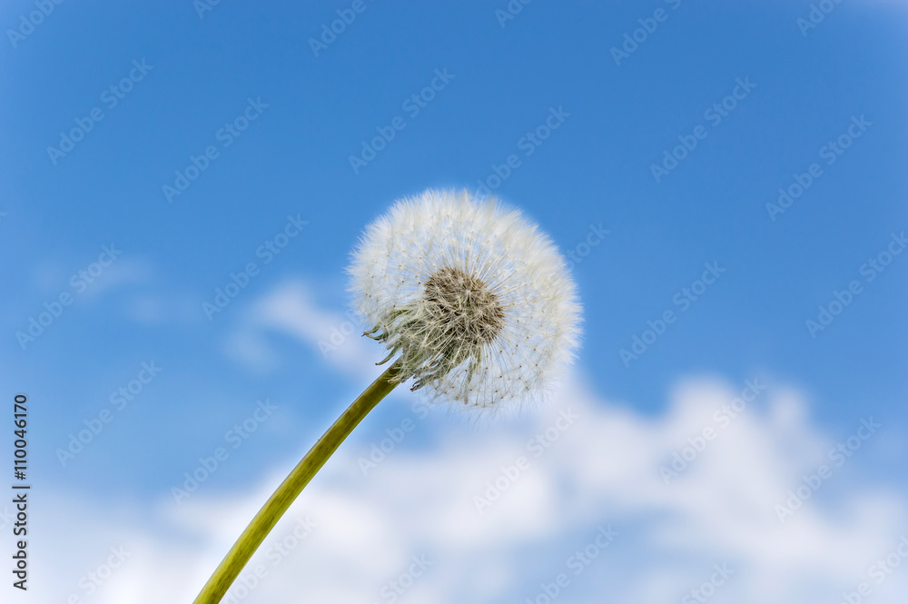 Dandelion against the sky Dandelion against the sky