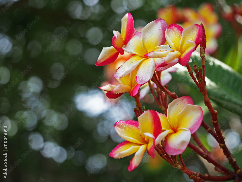 Select focus Frangipani Plumeria flowers border Design
