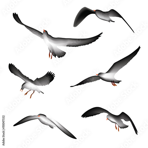 flying birds, illustration isolated on white background.