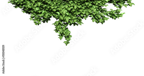 ivy frame.
Green ivy plant isolated.