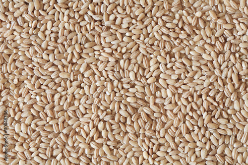 pearl barley, barley photo, barley background, dry barley, raw barley, barley grain, barley seeds, raw barley, organic barley, pile of barley