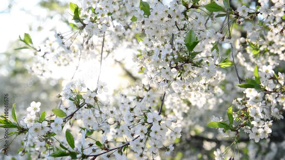 Cherry Orchard abundantly blooming in spring Cherry Orchard abundantly blooming in spring
