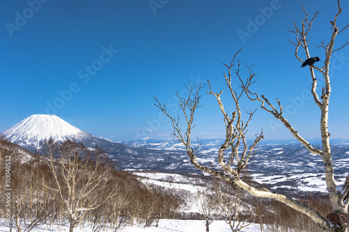 Large-billed Crow Hashibuto-garasu in a Birch Tree Branch - Sunny Blue Sky Snow Winter Day - Mt Yotei, Hokkaido, Japan photo