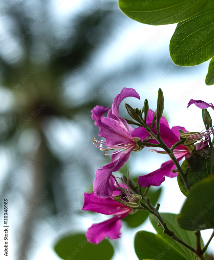 Thailand. Rad flowers.
Tropical flowers on a background of palm trees and sky.
Thailand. Rad flowers.
Tropical flowers on a background of palm trees and sky.