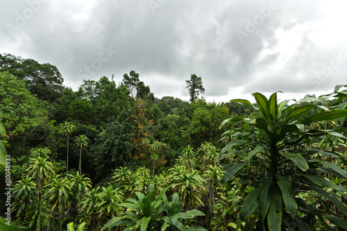 Tropics. Thailand. Tropical forest under a cloudy sky. 