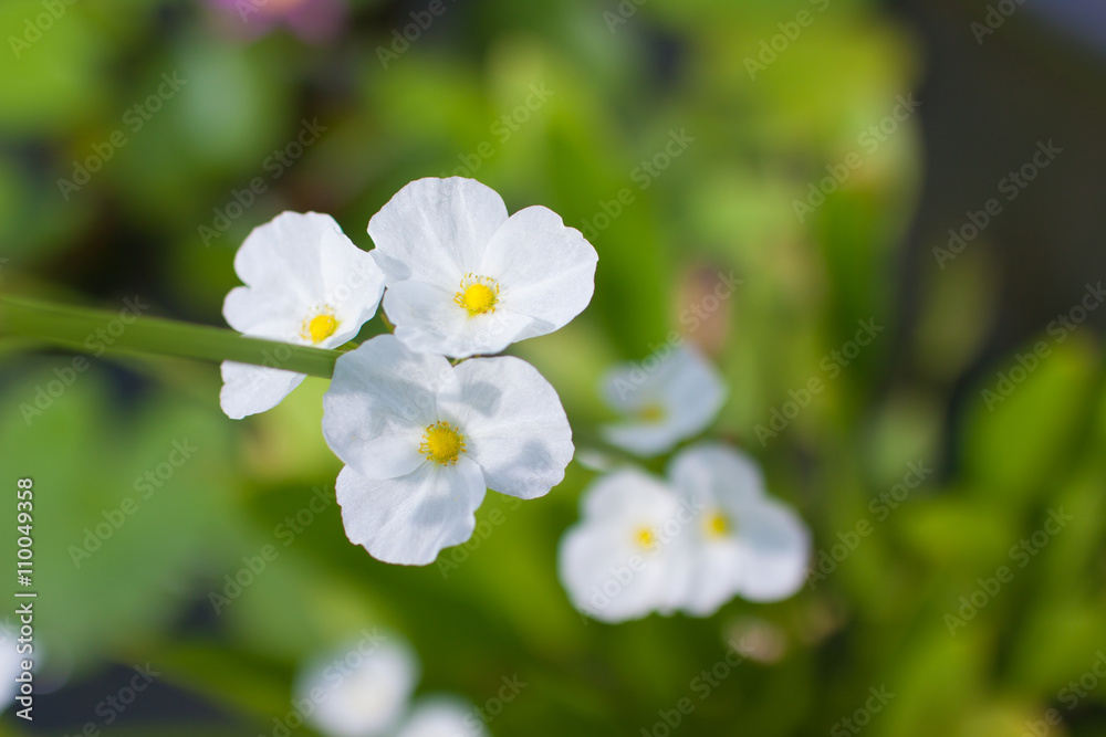 Flowers, white, water plants, Burhead, Texas mud baby. Flowers, white, water plants, Burhead, Texas mud baby.