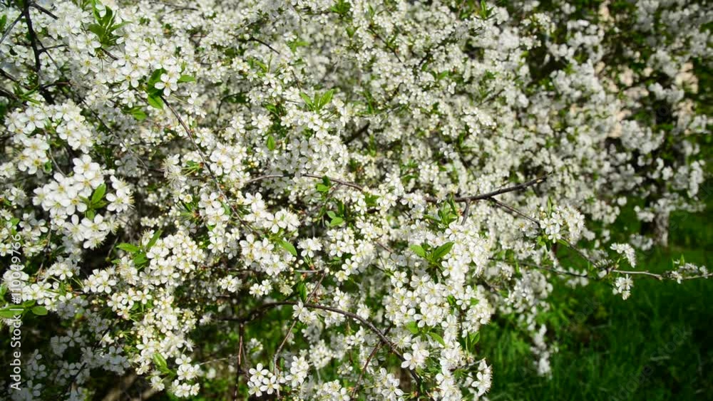 Cherry Orchard abundantly blooming in spring Cherry Orchard abundantly blooming in spring
