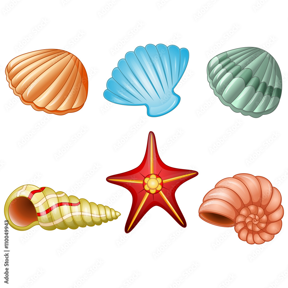 Sea shells and sea star Sea shells and sea star