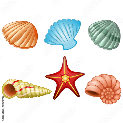 Sea shells and sea star