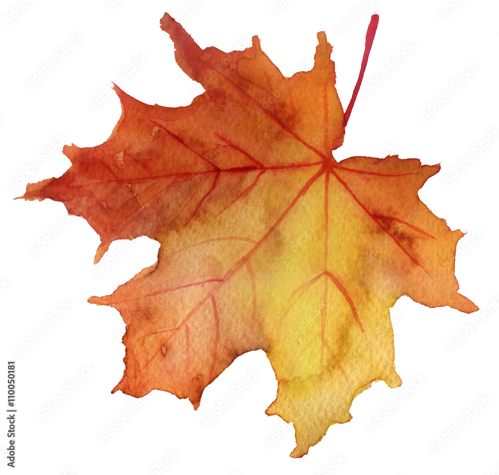 Fototapeta premium watercolor sketch: a leaf on a white background