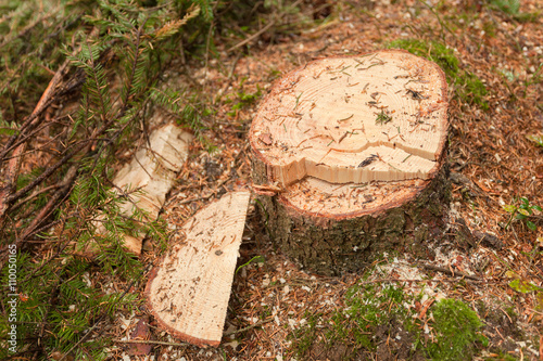 Cross section of a young pine tree