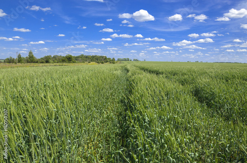 Green wheat field