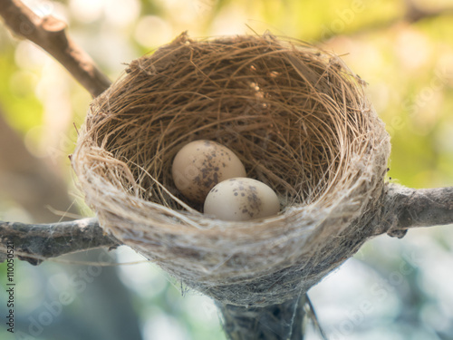 Bird nest on branch with easter eggs for Easter.