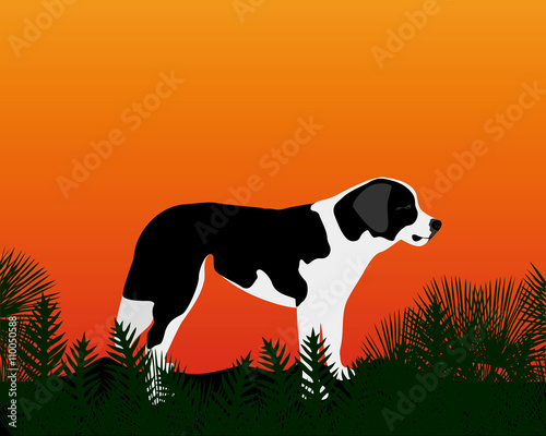 dog gazing into the distance