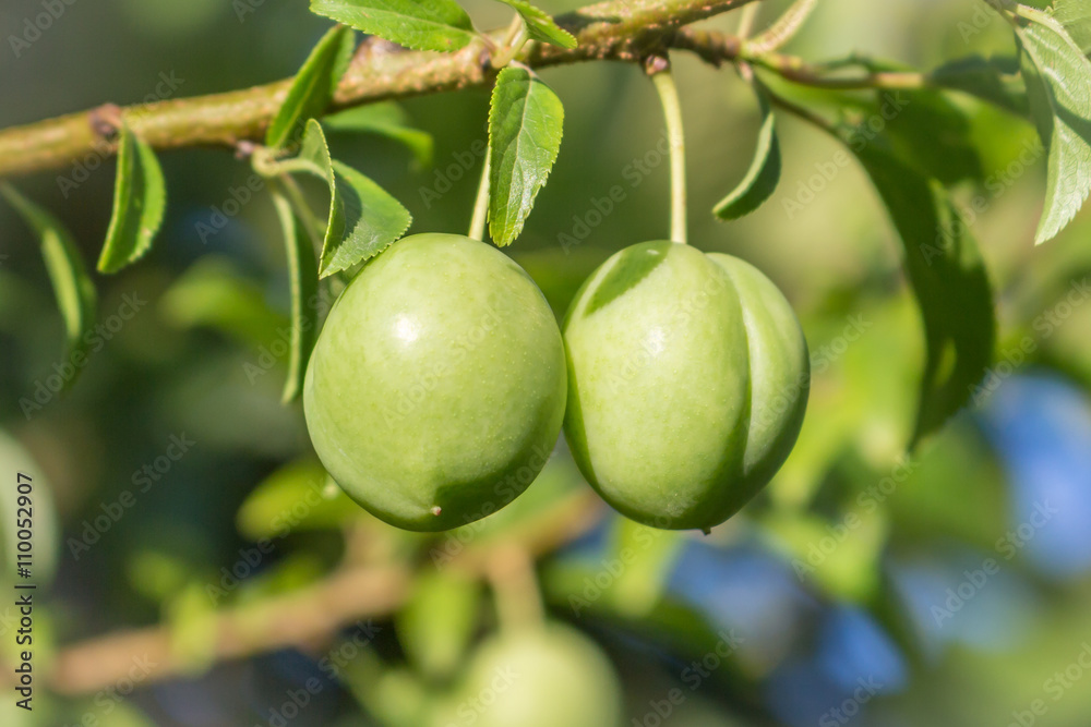 Two splendid green plums hanging from a small branch, among leav Two splendid green plums hanging from a small branch, among leav