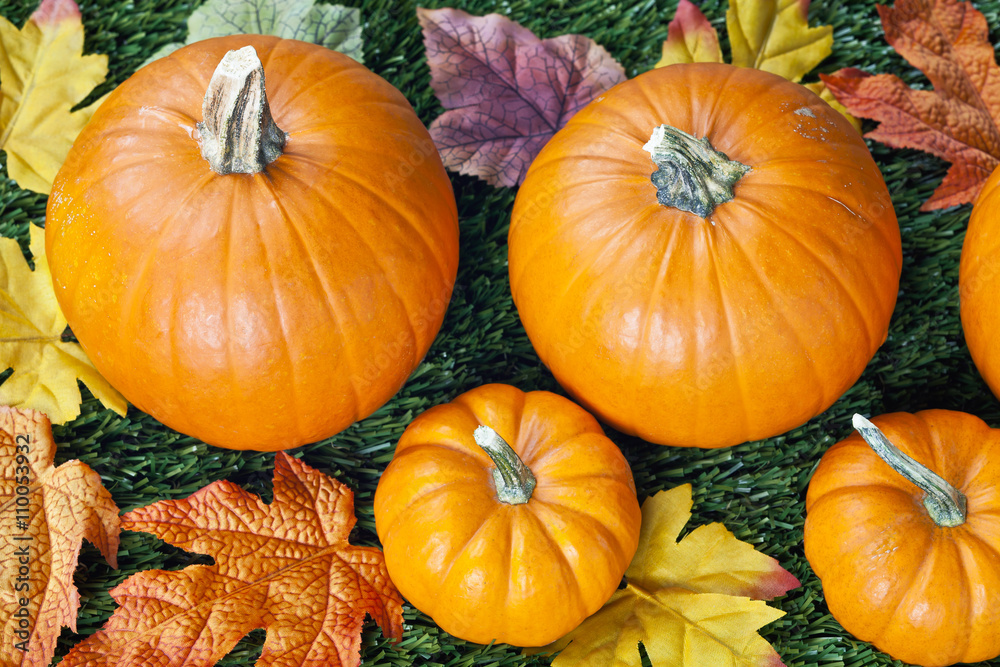 Obraz premium cropped image of halloween pumpkins with autumn leaves.