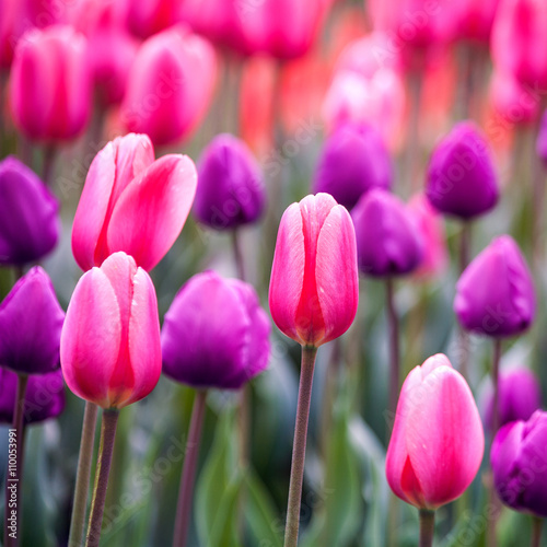 Tulip flowers. Abstract seasonal floral backgrounds