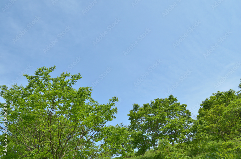 青空と新緑 青空と新緑