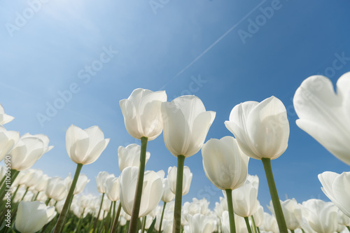 Sunny tulip field with white tulips #110055590