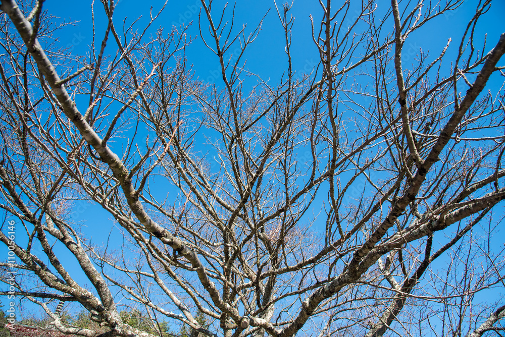view of branch tree view of branch tree