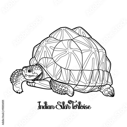 Indian star tortoise