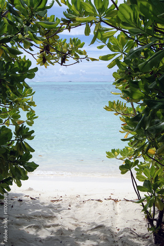 
Arch of mangrove trees with views of the Indian Ocean Lagoon in Maldives