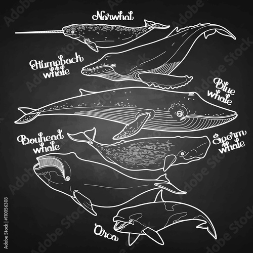 Collection of graphic whales