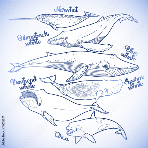 Collection of graphic whales