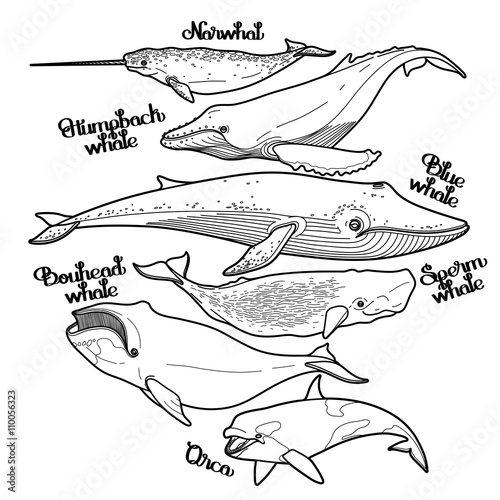 Collection of graphic whales