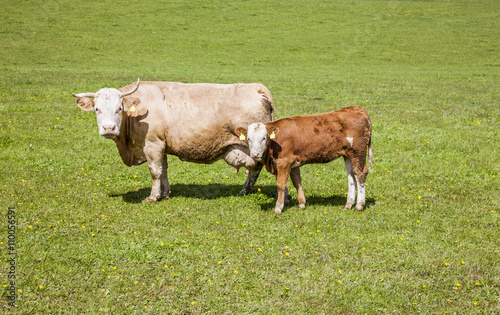Kuh mit Kalb