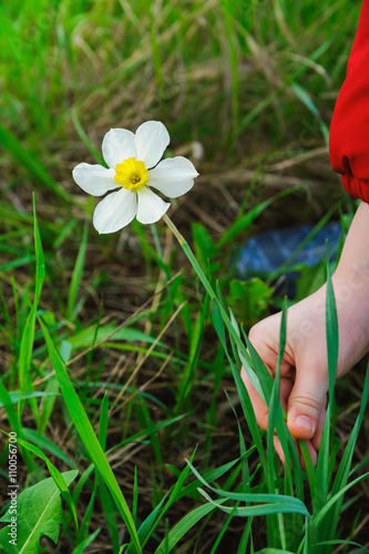kid hands to pluck a flower