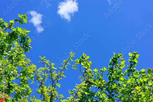 green leaves under a blue sky