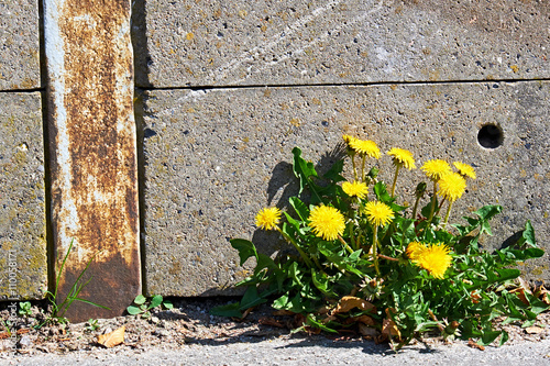 Fototapeta Naklejka Na Ścianę i Meble -  Dandelions growing from under a concrete retaining wall, out on a street