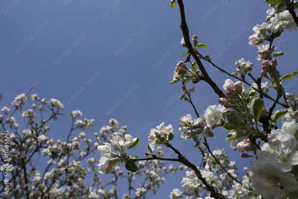 Cherry flower on blue sky. White flower with bee. Sunny situation with bee. Spring atmosphere background. Celebration of spring. Lovely composition with tree flowers. Cherry flower on blue sky. White flower with bee. Sunny situation with bee. Spring atmosphere background. Celebration of spring. Lovely composition with tree flowers.