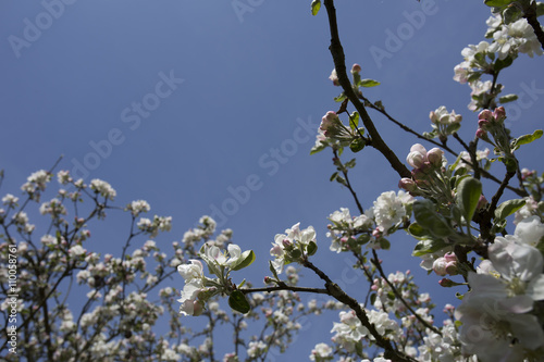 Cherry flower on blue sky. White flower with bee. Sunny situation with bee. Spring atmosphere background. Celebration of spring. Lovely composition with tree flowers.