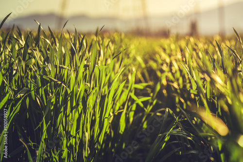 Low angle closeup in a young green rye field in the morning warm sunlight. Shallow depth of field.