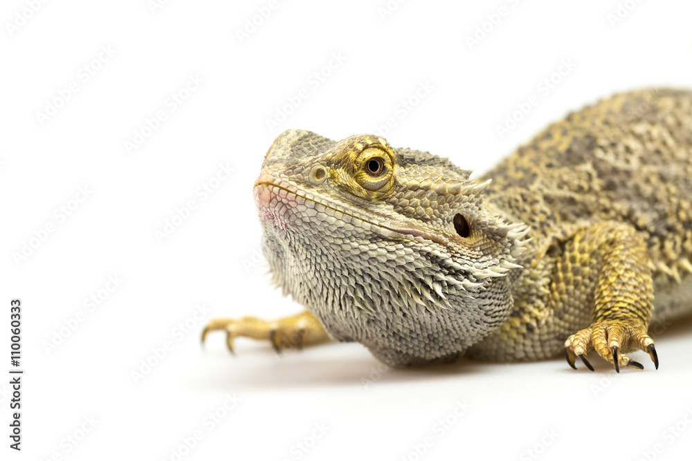 Obraz premium Closeup side view of Agama lizard lyiing on a light background. Agama is crouching and looking up.