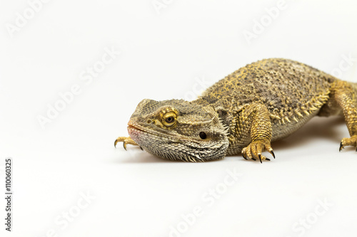 Closeup side view of Agama lizard lyiing on a light background. Agama has bowed head. The free space fot your text is on the left side of the photo. 