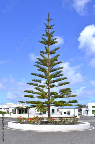 Araukaria na rondzie, Lanzarote photo