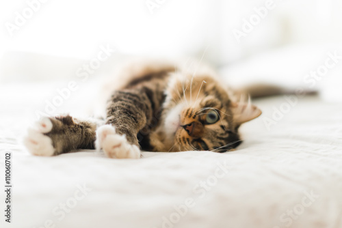 Fototapeta Naklejka Na Ścianę i Meble -  Grey cat lying on bed