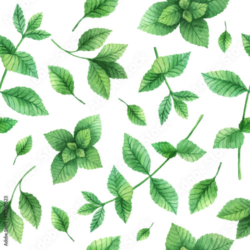 Watercolor vector seamless pattern hand drawn herb mint . © ElenaMedvedeva
